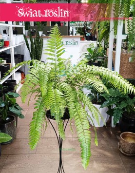Paproć Macho odporna roslina do biura do firmy do mieszkania do kawiarni do restauracji, Nephrolepis Biserrata Macho
