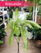 Paproć Macho odporna roslina do biura do firmy do mieszkania do kawiarni do restauracji, Nephrolepis Biserrata Macho