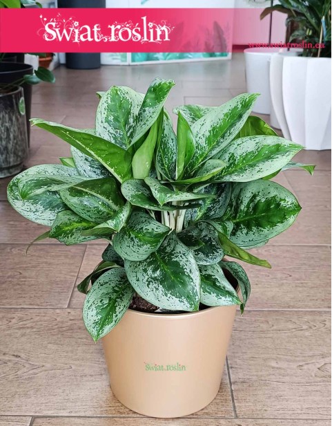 Aglonema Lemon Mint, Aglaonema Lemon Mint