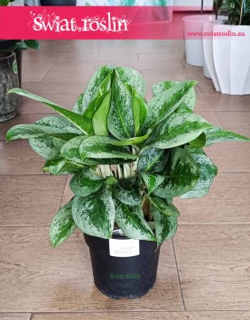 Aglonema Lemon Mint sklep internetowy online z dostawą pod drzwi, Aglaonema Lemon Mint