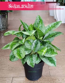 Aglonema Lemon Mint najlepsza jakość i najlepsza cena z dostawą, Aglaonema Lemon Mint