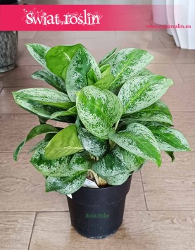 Aglonema Lemon Mint do biura do firmy do restauracji do kawiarni, Aglaonema Lemon Mint