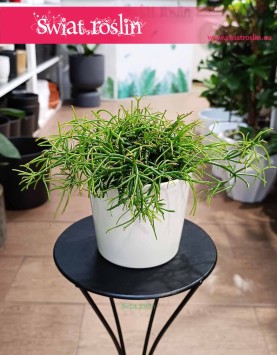 Mały Rhipsalis Baccifera Oasis, mały Rypsalis Baccifera Oasis