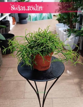 Mały Rhipsalis Baccifera Oasis kup w Krakowie lub online najlepsza cena najlepsza jakość, mały Rypsalis Baccifera Oasis