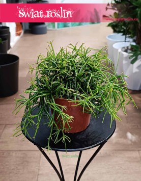 Mały Rhipsalis Baccifera Oasis do kupienia online z dostawą, mały Rypsalis Baccifera Oasis