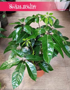 Schefflera Amate, Szeflera Amate wysyłka ze sklepu online, Szeflera parasolowata