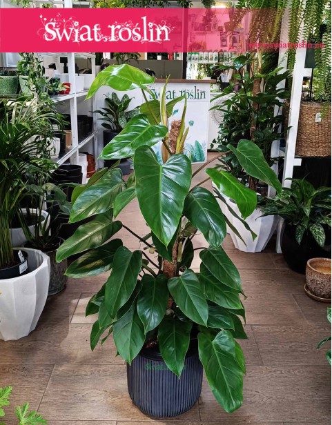 Filodendron Emerald Queen, Philodendron Emerald Queen
