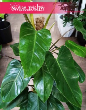 Filodendron Emerald Queen sklep online z roslinami doniczkowymi, Philodendron Emerald Queen