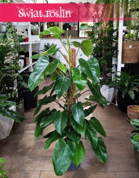Filodendron Emerald Queen w najlepszej cenie i jakości z dostawa online, Philodendron Emerald Queen