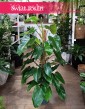 Filodendron Emerald Queen w najlepszej cenie i jakości z dostawa online, Philodendron Emerald Queen