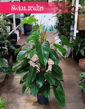 Filodendron Emerald Queen, Philodendron Emerald Queen do kupienie w Krakowie lub z dostawą kurierem