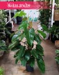 Filodendron Emerald Queen, Philodendron Emerald Queen do kupienie w Krakowie lub z dostawą kurierem
