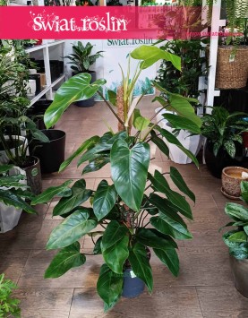 Filodendron Emerald Queen, Philodendron Emerald Queen do kawiarni do biura do firmy do restauracji