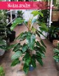 Filodendron Emerald Queen, Philodendron Emerald Queen do kawiarni do biura do firmy do restauracji
