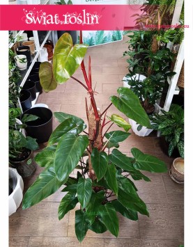 Filodendron Red Emerald sklep online z dosawą kurierem, Philodendron Red Emerald