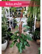 Filodendron Red Emerald do kupienia online lub w sklepie w Krakowie, Philodendron Red Emerald