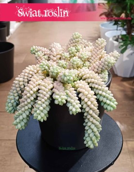 Sedum buritto, Rozchodnik