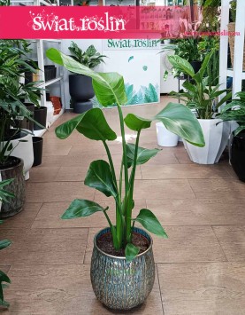 Mała Strelicja Nicolai, Mała Strelitzia Nicolai, Mała Strelicja Biała