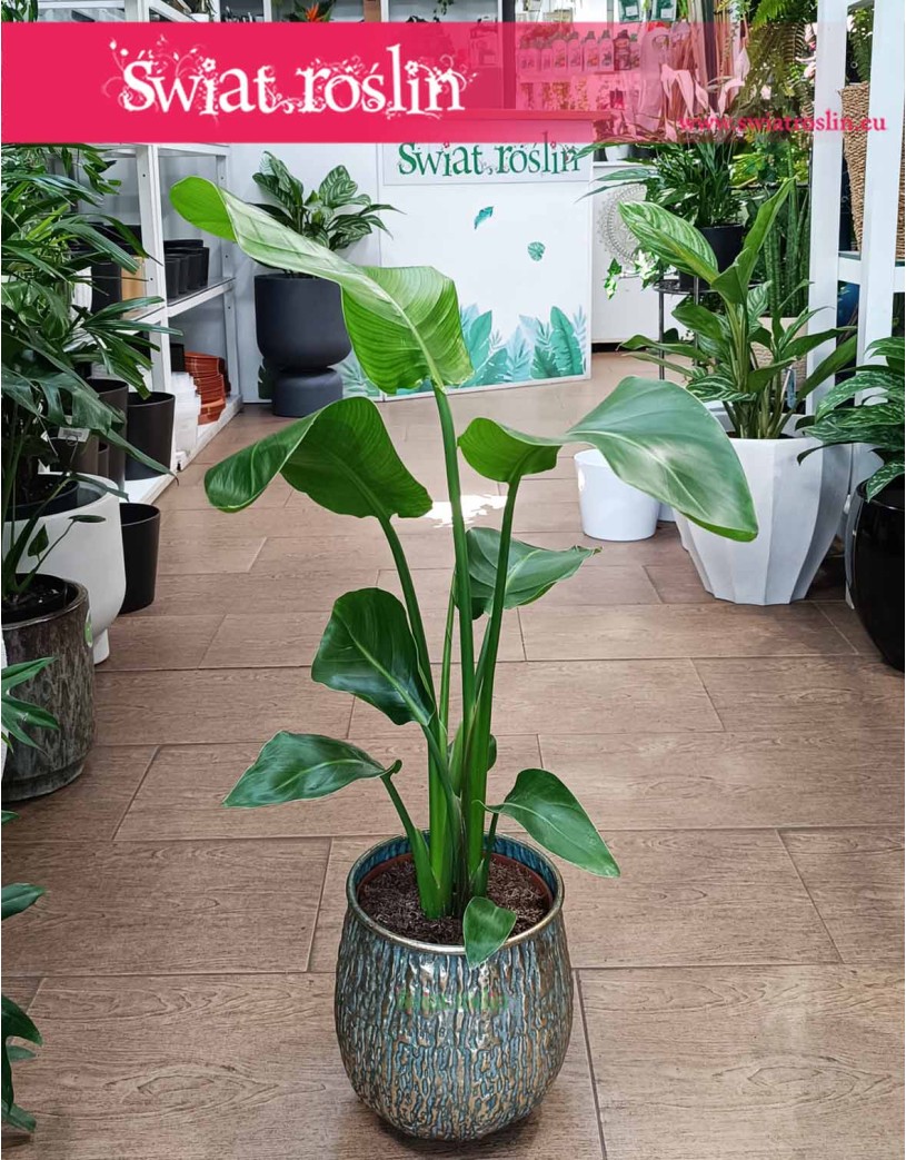 Mała Strelicja Nicolai, Mała Strelitzia Nicolai, Mała Strelicja Biała