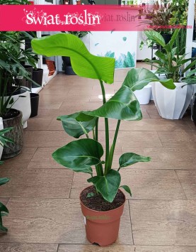 Mała Strelicja Nicolai do kupienia online internetowo z dostawą, Mała Strelitzia Nicolai, Mała Strelicja Biała