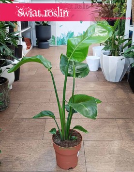 Mała Strelicja Nicolai do biura do kawiarni do restauracji, Mała Strelitzia Nicolai, Mała Strelicja Biała