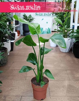 Mała Strelicja Nicolai najlepsza jakość najlepsza cena z dostawą, Mała Strelitzia Nicolai, Mała Strelicja Biała