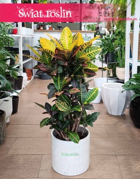 Duży Kroton Petra, Wielki Croton Petra, Duży Trójskrzyn Variegata, Wielkie Codiaeum Variegatum