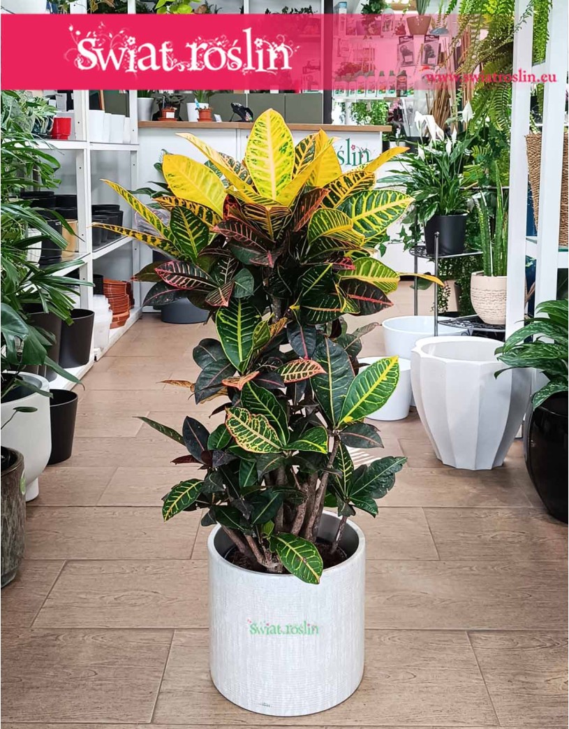 Duży Kroton Petra, Wielki Croton Petra, Duży Trójskrzyn Variegata, Wielkie Codiaeum Variegatum