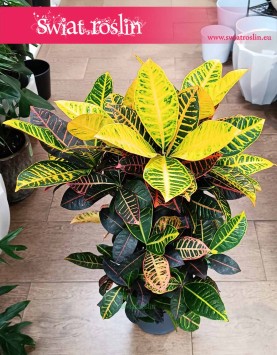 Duży Kroton Petra, Duży Trójskrzyn Petra Variegata, Wielkie Codiaeum Variegatum Petra z wysyłką do domu