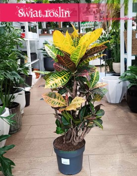 Duży Kroton Petra ze sklepu internetowego online do biura do firmy, Duży Trójskrzyn Variegata, Wielkie Codiaeum Variegatum