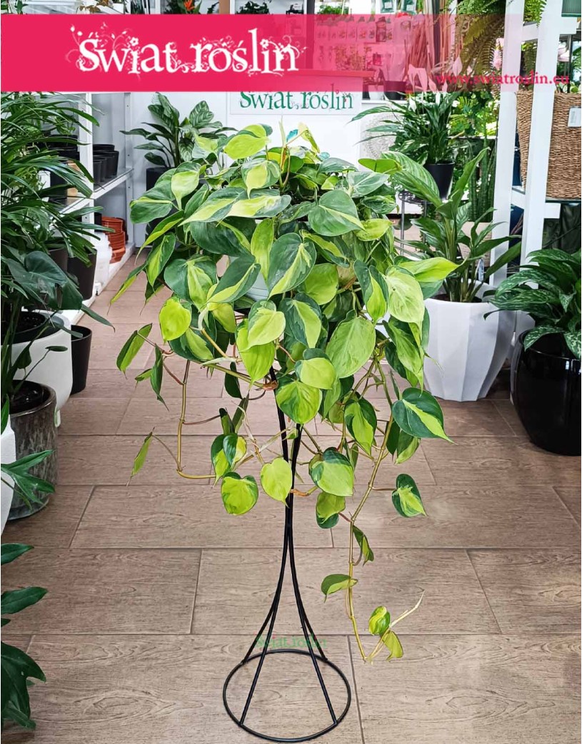 Wielki Filodendron Scandens Brazil, Duży Philodendron Pnący Brazil