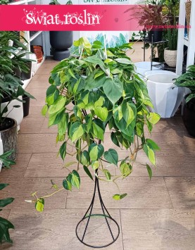 Wielki Filodendron Scandens Brazil do kupienie w sklepie online z roślinami, Duży Philodendron Pnący Brazil