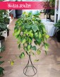 Wielki Filodendron Scandens Brazil do kupienie w sklepie online z roślinami, Duży Philodendron Pnący Brazil