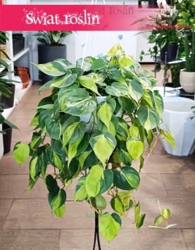 Wielki Filodendron Scandens Brazil do kupienia w sklepie internetowym online, Duży Philodendron Pnący Brazil