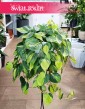 Wielki Filodendron Scandens Brazil do kupienia w sklepie internetowym online, Duży Philodendron Pnący Brazil