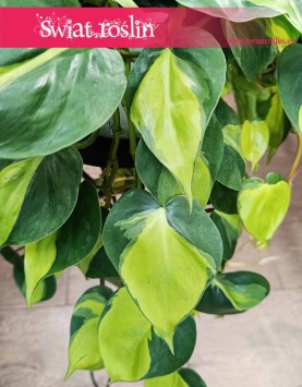 Wielki Filodendron Scandens Brazil roślina do biura do mieszkania do firmy do domu, Duży Philodendron Pnący Brazil