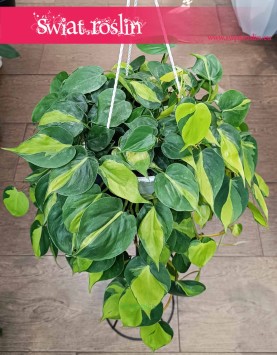 Wielki Filodendron Scandens Brazil w najlepszej cenie i jakośći, Duży Philodendron Pnący Brazil