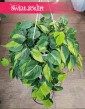 Wielki Filodendron Scandens Brazil w najlepszej cenie i jakośći, Duży Philodendron Pnący Brazil