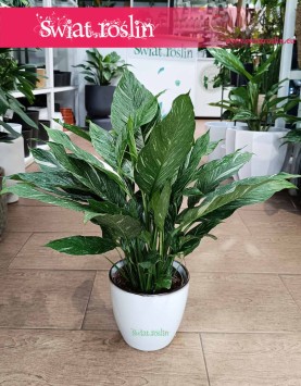 Skrzydłokwiat Variegata Diamond, Spathiphyllum Variegata Diamond
