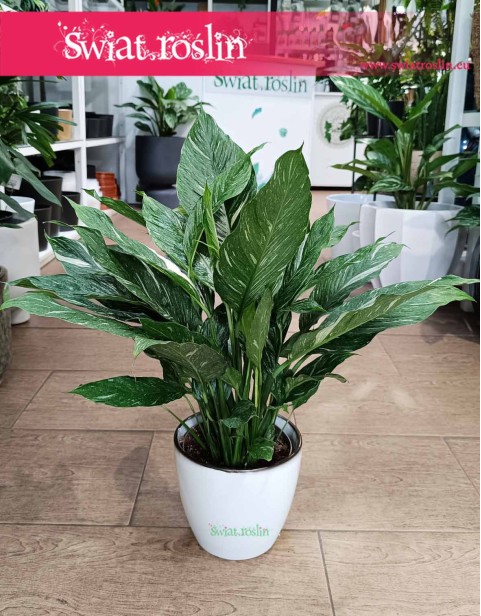 Skrzydłokwiat Variegata Diamond, Spathiphyllum Variegata Diamond