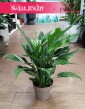 Skrzydłokwiat Variegata Diamond, Spathiphyllum Variegata Diamond rosliny w sklepie w Krakowie z dostawą