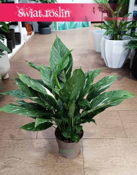 Skrzydłokwiat Variegata Diamond, Spathiphyllum Variegata Diamond do kupienia w sklepie internetowym online