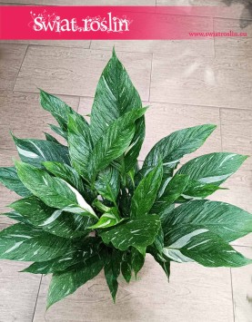 Skrzydłokwiat Variegata Diamond kup w sklepie w Krakowie wysyłka, Spathiphyllum Variegata Diamond