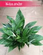 Skrzydłokwiat Variegata Diamond kup w sklepie w Krakowie wysyłka, Spathiphyllum Variegata Diamond