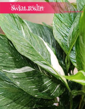 Spathiphyllum Variegata Diamond,Skrzydłokwiat Variegata Diamond w najlepszej jakości i cenie online