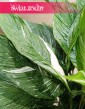 Spathiphyllum Variegata Diamond,Skrzydłokwiat Variegata Diamond w najlepszej jakości i cenie online