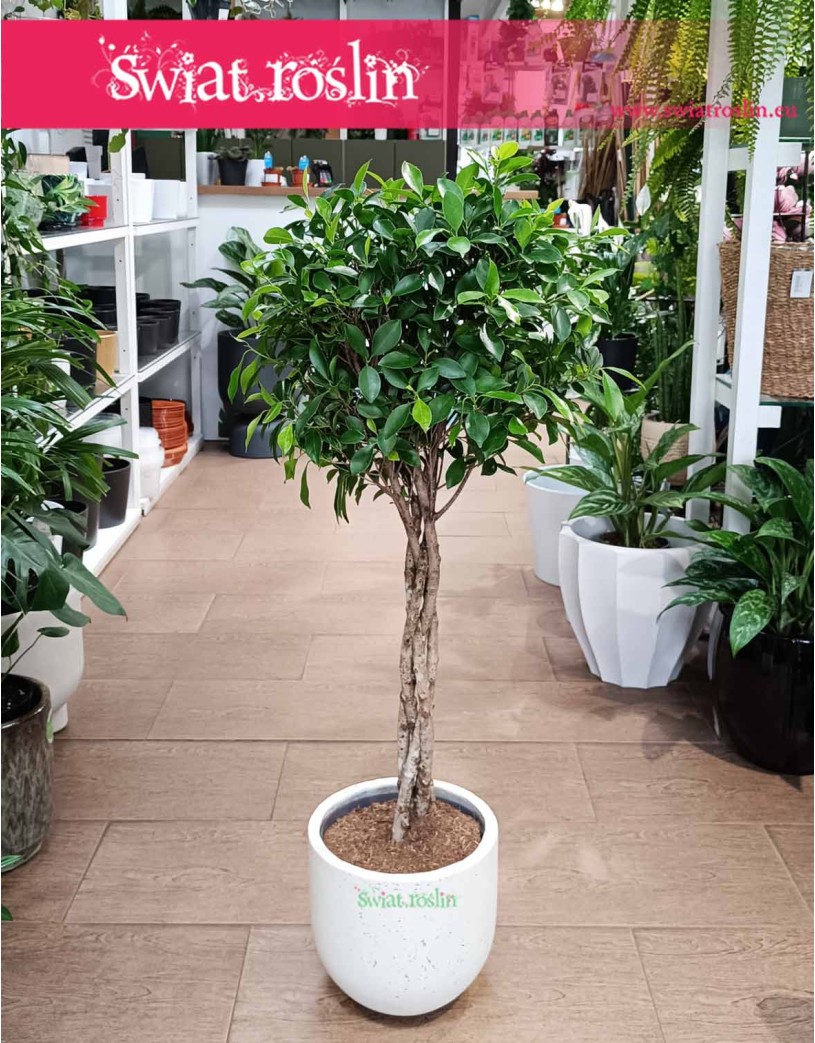 Fikus Nitida, Ficus Nitida, Figowiec Nitida