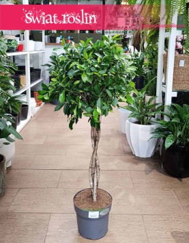 Fikus Nitida, Ficus Nitida piękna wielka roslina doniczkowa, Figowiec Nitida