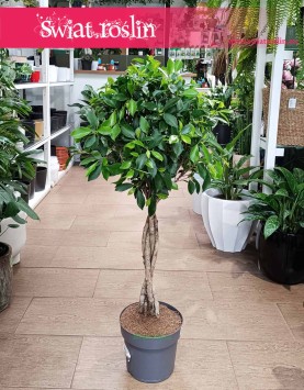 Fikus Nitida do kupienia stacjonarnie w Krakowie, Ficus Nitida, Figowiec Nitida