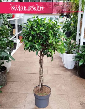 Fikus Nitida do kupienia internetowo online, Ficus Nitida, Figowiec Nitida